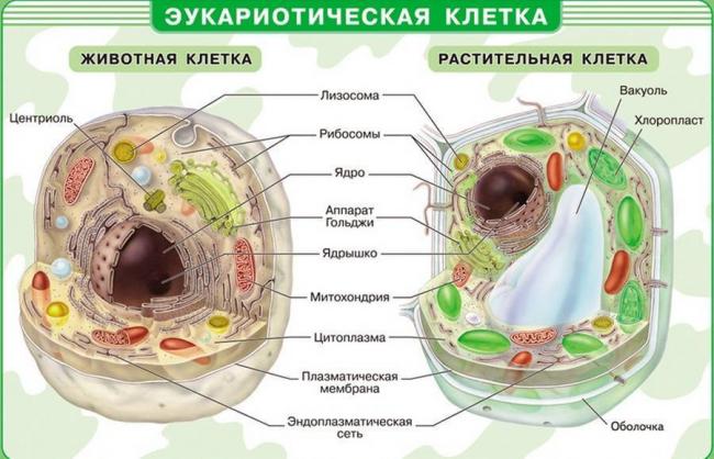 Сходство и различия строения клеток растений и животных