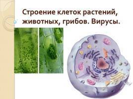 Анаэробные организмы