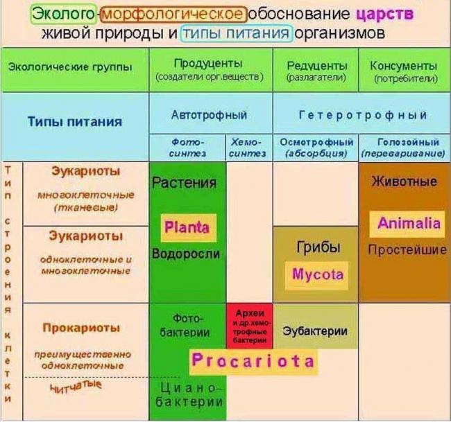 § 16. питание бактерий и грибов