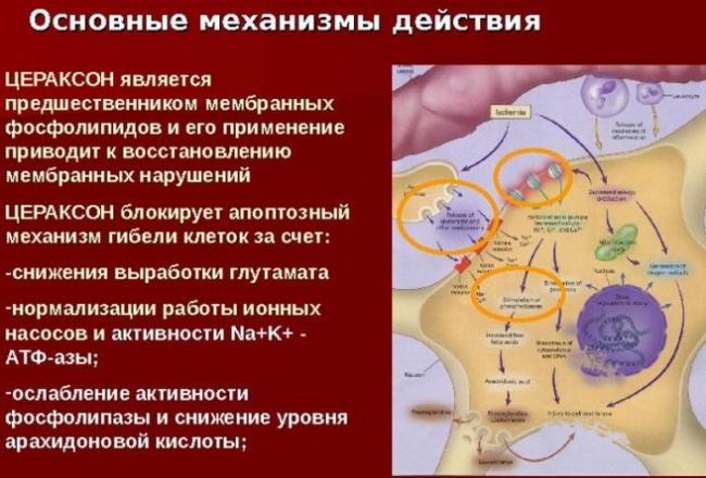 Цитиколин (cdp-холин)