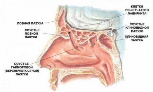 Катаральный синусит – виды и лучшие методы лечения