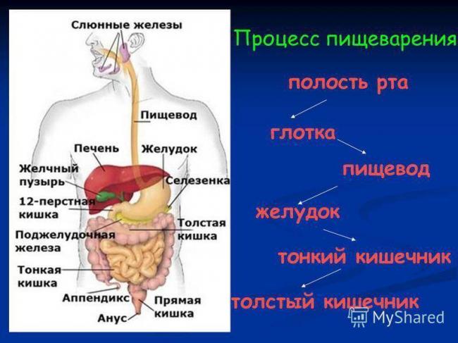 Роль бактерий в природе и жизни человека