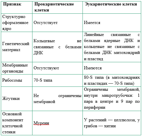 Сходства и различия в строении клеток растений, животных, грибов