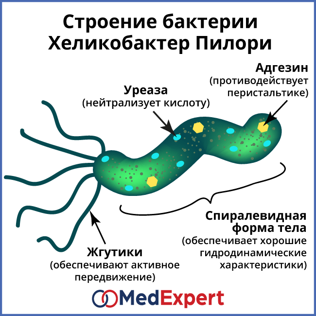 Антитела к helicobacter pylori igg, igm, iga – положительные: что это значит