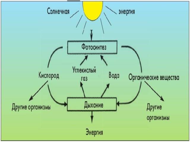 Секреты цветных бактерий: фотосинтез и его особенности