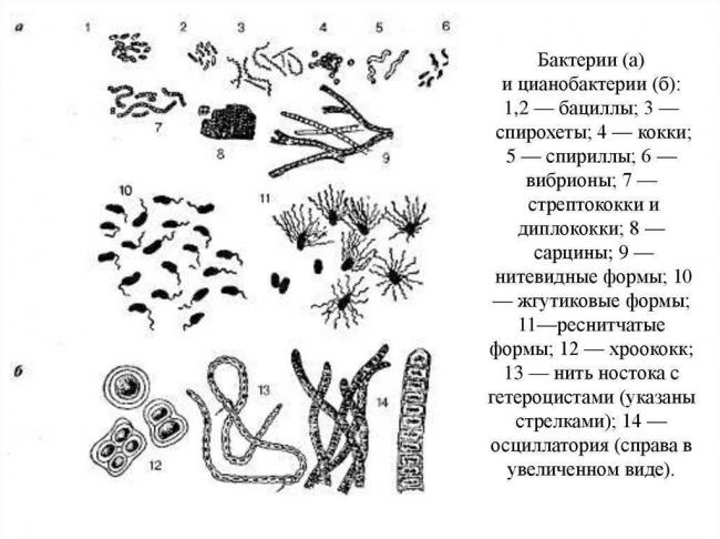 Опасны ли почвенные бактерии