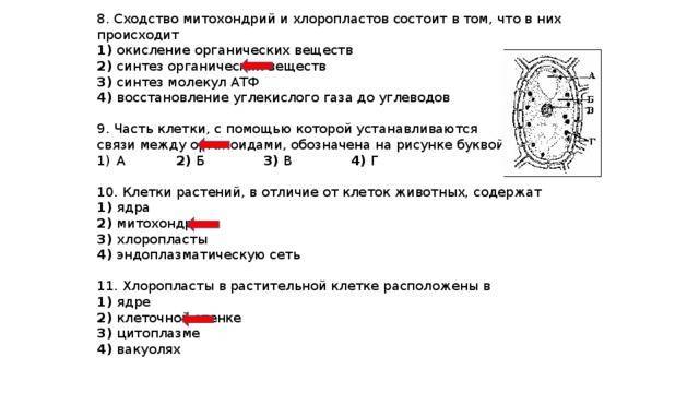 Жгутик