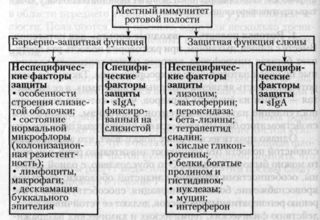 Бактерии ротовой полости: виды, места скопления и причины размножения