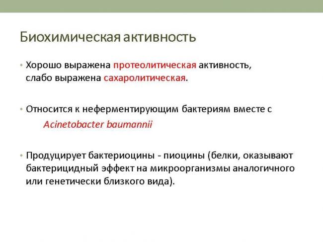 Что такое синегнойная палочка и как она передается?