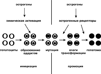 Способ получения урсоловой кислоты. урсоловая кислота на службе вашему здоровью урсоловая кислота свойства отзывы применение