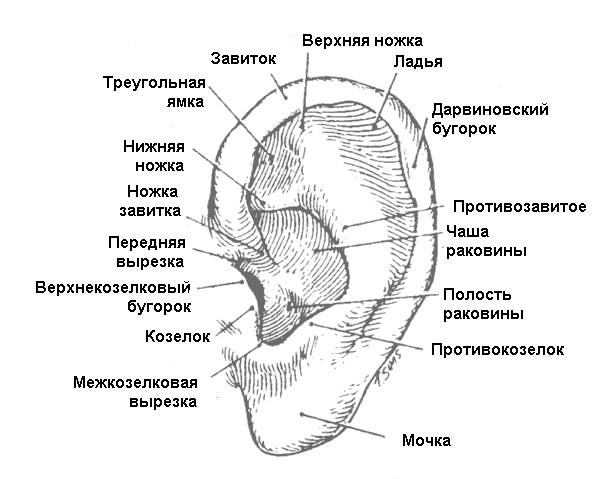 Наружный отит (отит наружного уха) у взрослого