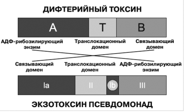 «все могут короли…», или многообразие бактериальных свойств