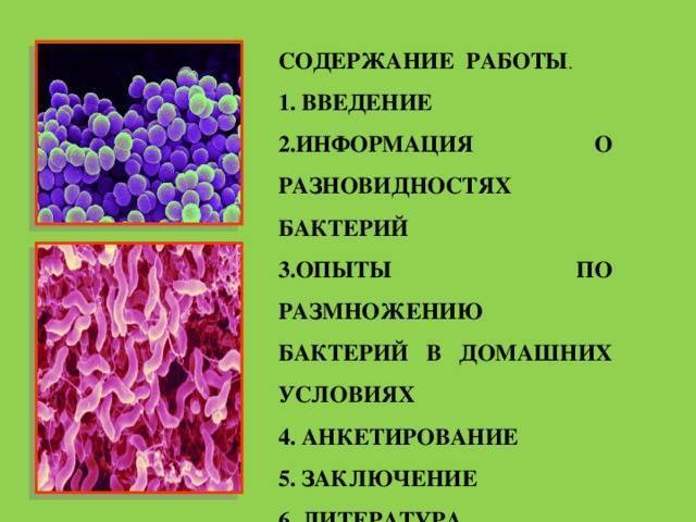 Полезные и вредные бактерии человека