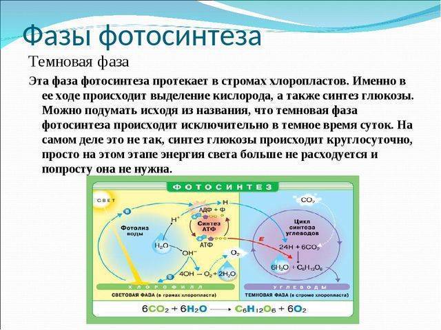 Фотосинтез