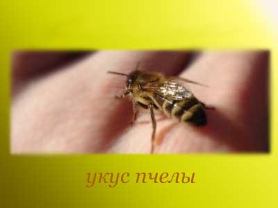 Пчелиный яд
