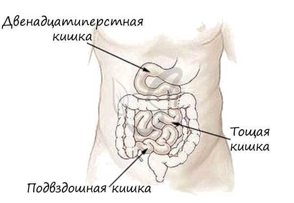 Бактериоз кишечника