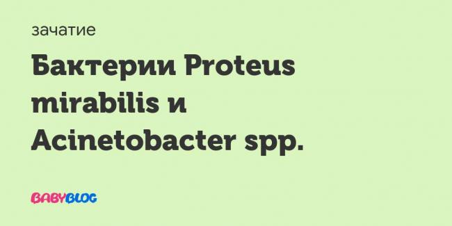 Proteus mirabilis (протей мирабилис): свойства, патогенность, лечение