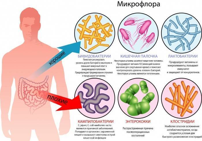 Как выглядят микробы под микроскопом?