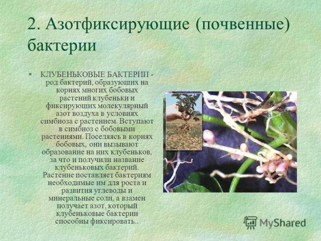 § 12. роль бактерий в природе и жизни человека