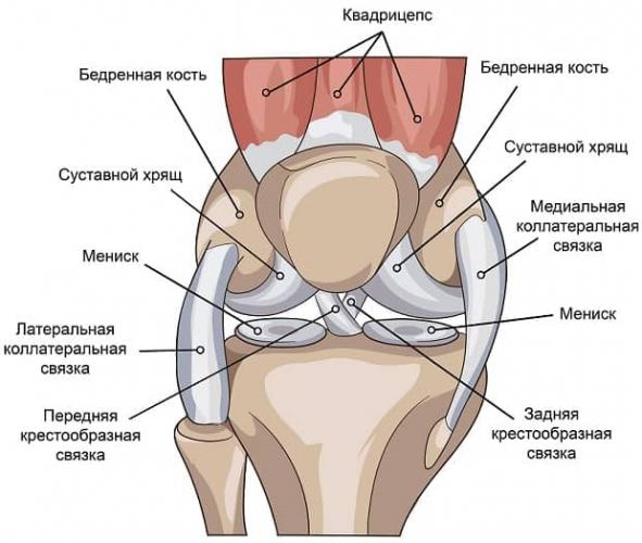 Самое важное про растяжение связок коленного сустава: симптомы и лечение