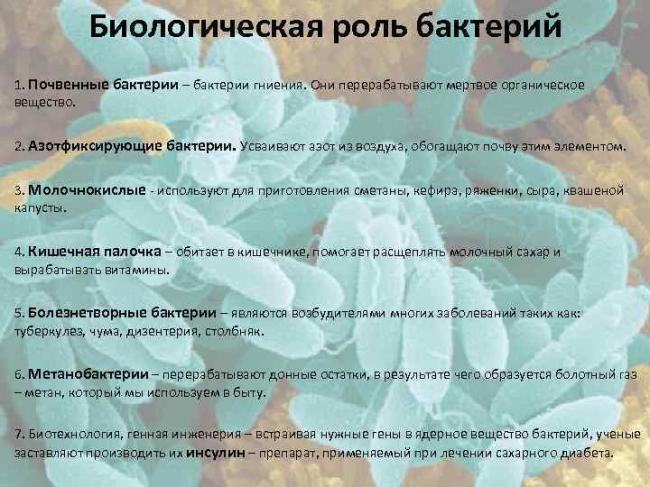 Роль бактерий в природе и жизни человека
