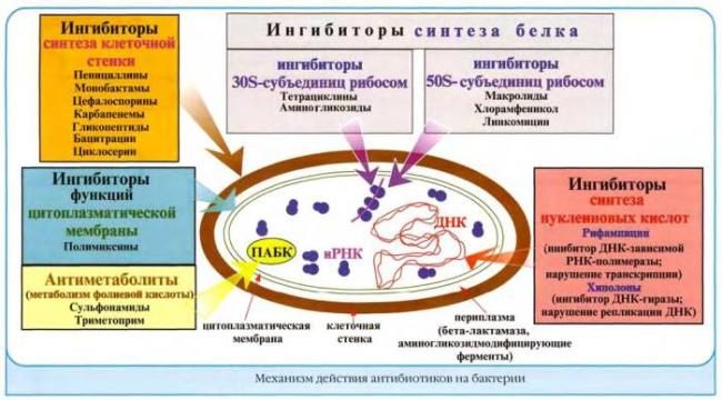 Чувствительность к антибиотикам что это такое