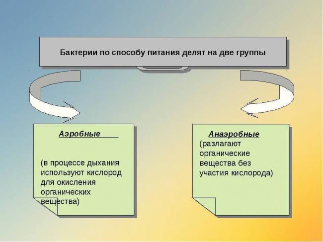 В чем сходство и отличие питания бактерий и одноклеточных грибов