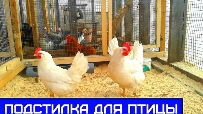 Глубокая подстилка для свиней: зачем нужна и как использовать?