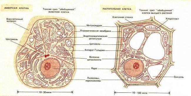 Что общего и какие различия между клетками растений, грибов, бактерий и животных?