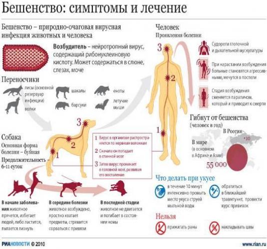 Бешенство - симптомы и лечение