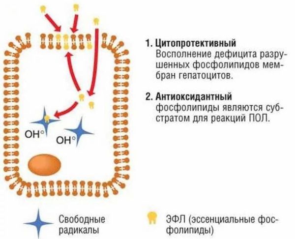 Эссливер форте