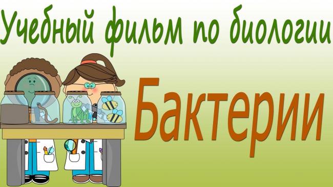 Какие полезные, а какие неполезные бактерии для человека