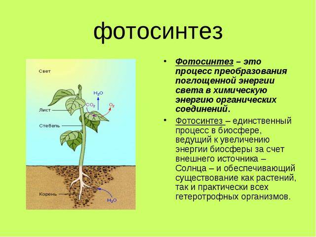 Фотосинтез кратко и понятно