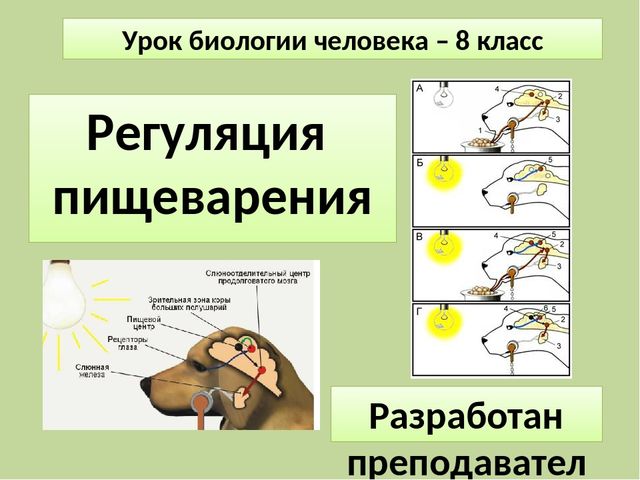 Повышенный аппетит причины у женщин пожилого возраста. повышенный аппетит - причины, лечение, травы снижающие аппетит и подавляющие чувство голода