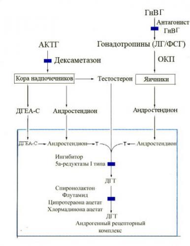 Избавиться от малассезии: лечение фолликулита и лишая