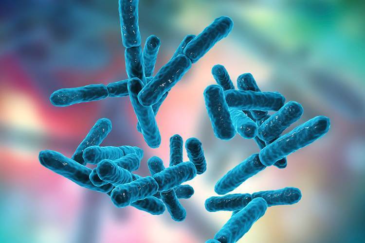 Пробиотик lactobacillus rhamnosus: препарат с мощными преимуществами