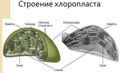 Презентация 10 класс "фотосинтез"