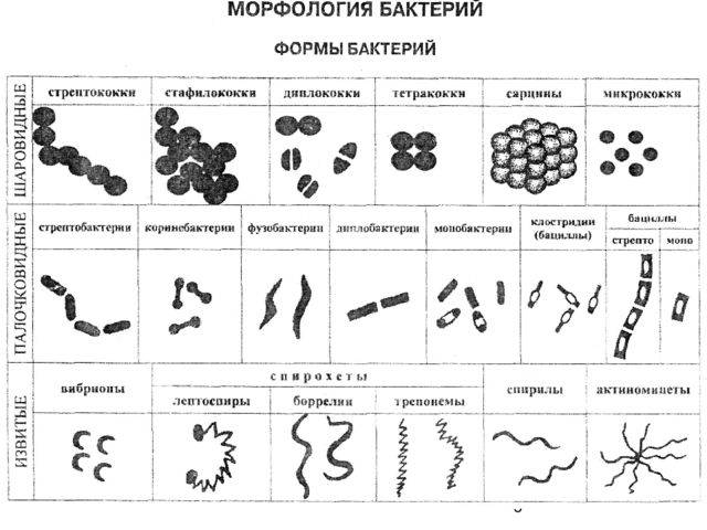 Кто они – бактерии и что представляют собой самые многочисленные жители нашей планеты?