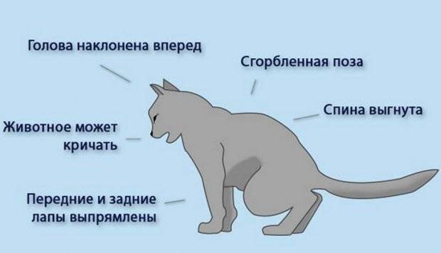 Цистон для кошек показания к применению и отзывы