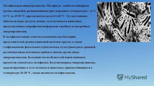 Гигрофилы примеры животных. чем отличаются мезофильные бактерии от животных и растений мезофилов