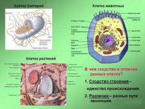 В чем главное отличие клетки бактерии от клетки животного или растения?