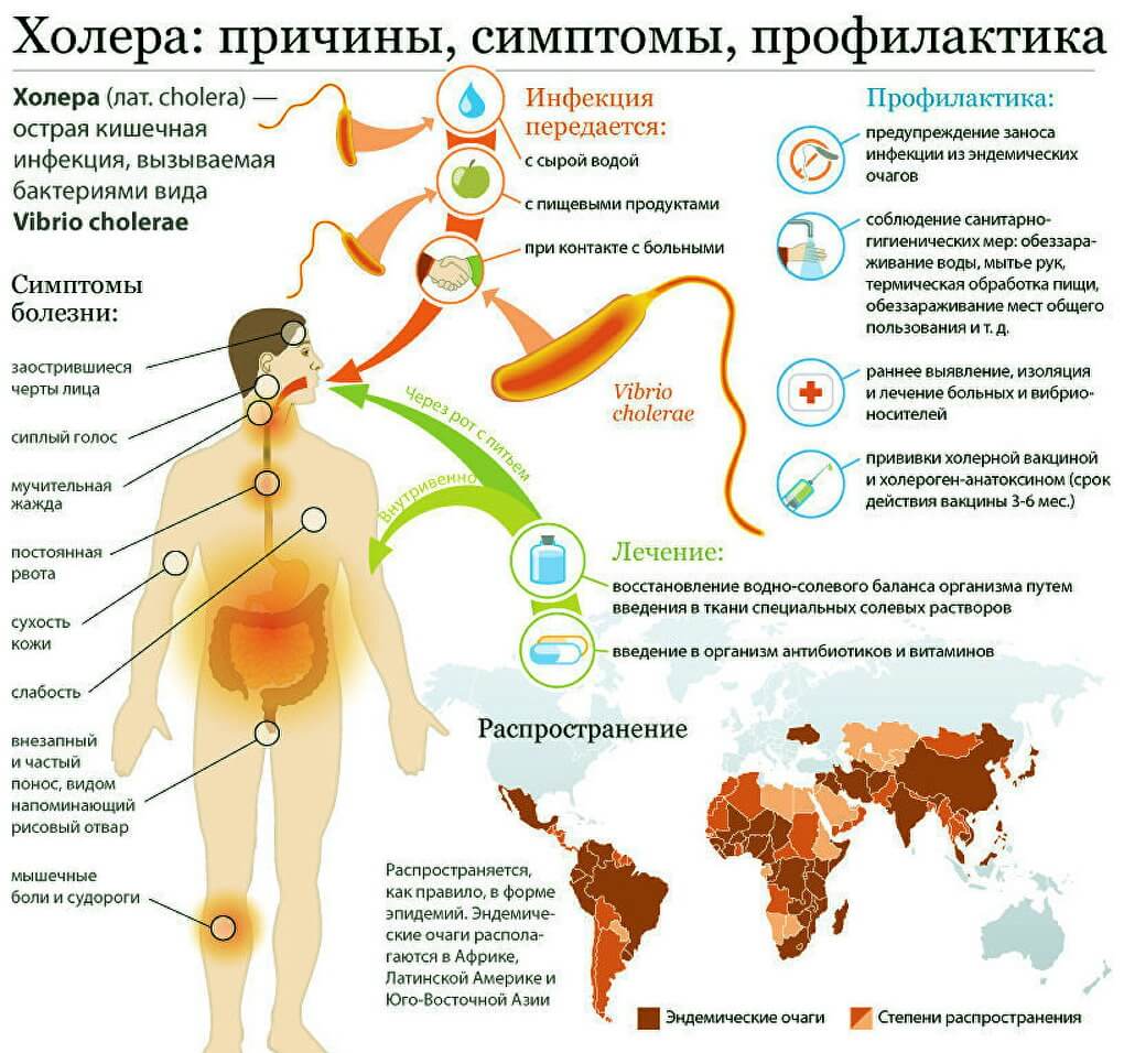 Холера – возбудитель, симптомы, профилактика и диагностика