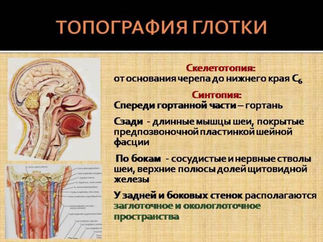 Основные заболевания щитовидной железы