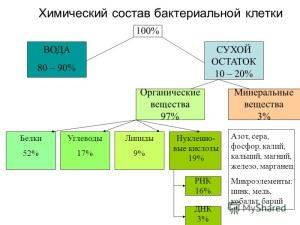 В чем главное отличие клетки бактерии от клетки животного или растения?