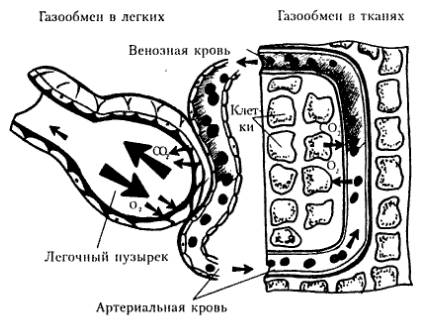 Гемоглобин