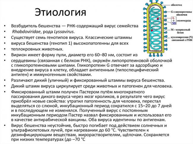 Вирус бешенства: характеристика, патогенность, симптомы, диагностика, лечение и профилактика