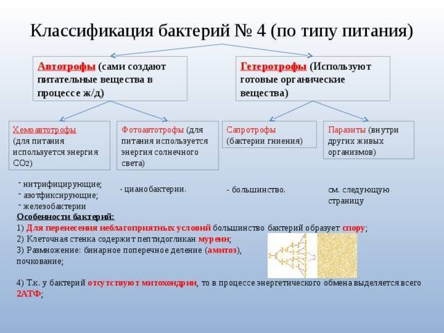 Спирохеты