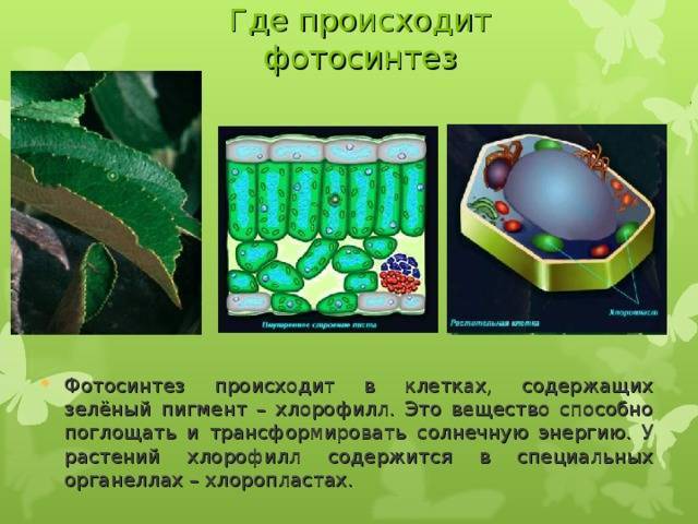 Строение и функция фотосинтеза тилакоидов хлоропластов