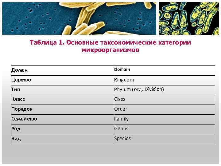 Бактерии – это одноклеточные организмы - 11833-3