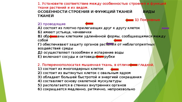 Соединительная ткань – сигнальная система всего тела